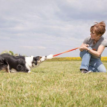 17 Of The Tug-E-Nuff Community’s BEST Tips For Helping Shy & Nervous Dogs