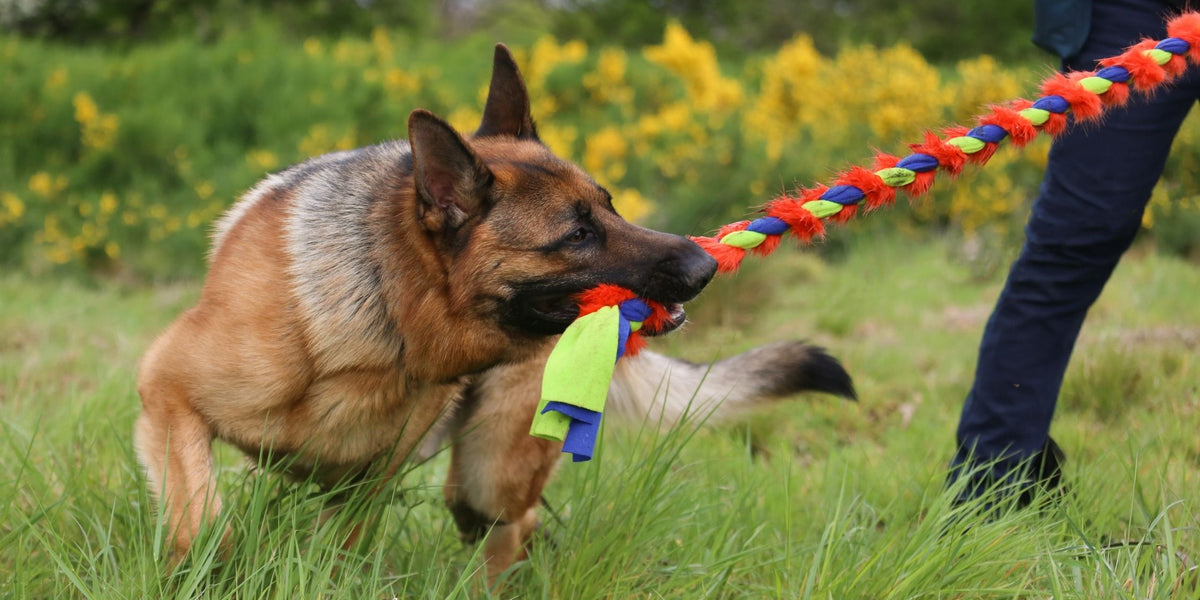 3 Reasons You Should Play Tug With Your Dog Tug E Nuff