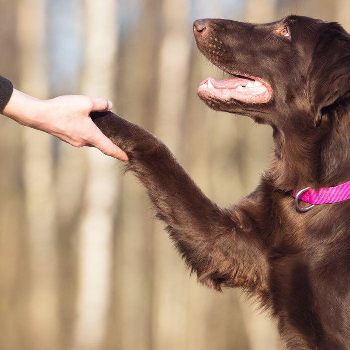 Human - Dog Bond: What it is, Why it matters and how to boost It