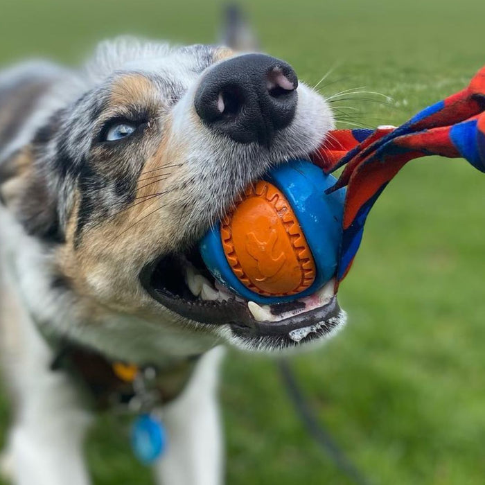 How to play fetch safely