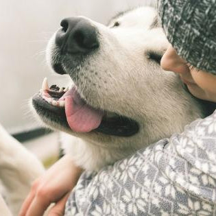 Do dogs have complex emotions?