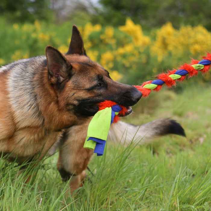 3 Reasons You Should Play Tug With Your Dog