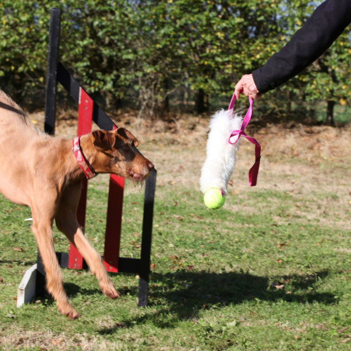 The beginner's guide to agility training for dogs