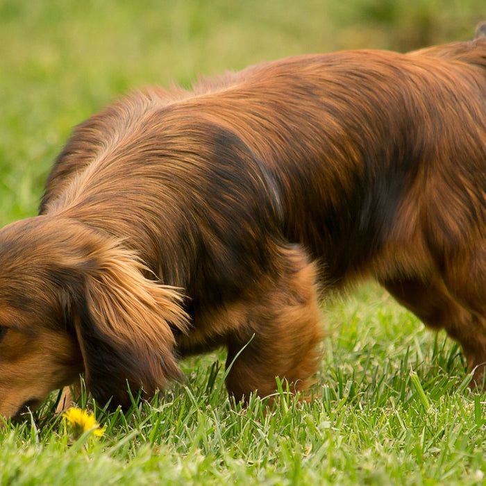Why Sniffing Is Essential For Your Dog’s Wellbeing
