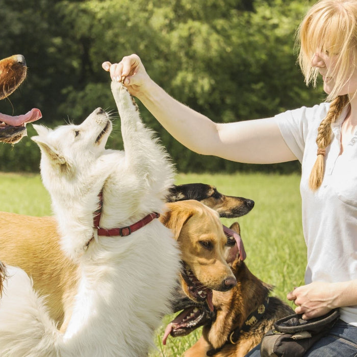 3 Quick + Easy Tricks To Teach Your Dog