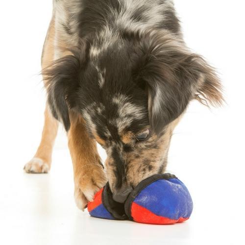 Teach your foodie dog new tricks