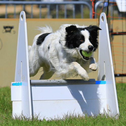 What Happens At A Flyball Class?