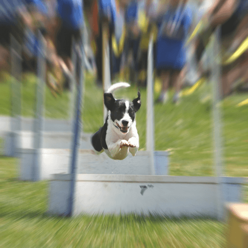Five Signs Your Dog Would Be Perfect For Flyball