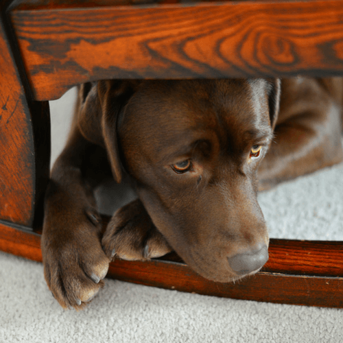 How To Soothe Separation Anxiety In Your Dog