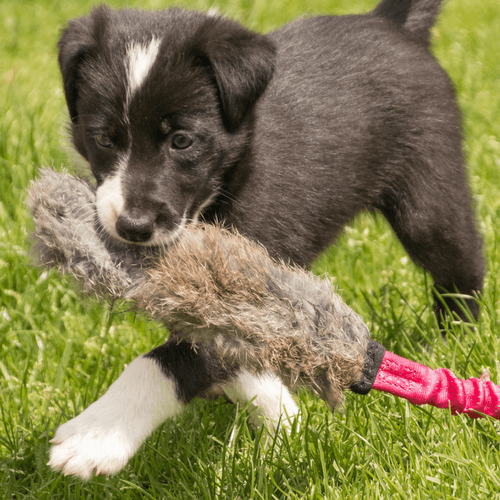 Five Things To Buy And Do Before You Get a New Puppy