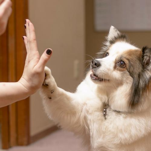 Top Tips for Teaching Your Dog New Tricks