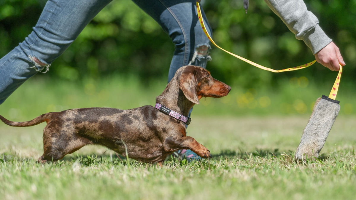 Tug toys for small clearance dogs