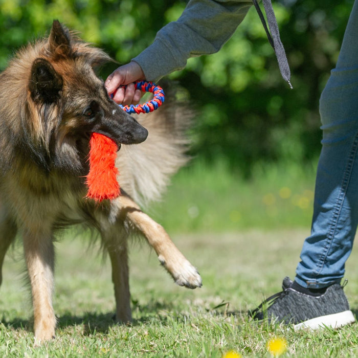The 4 Secrets To Keeping Your Dog Training Toys ‘High Value’