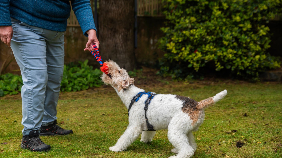 Top Toy Picks Our 3 Best Toys for Terriers Tug E Nuff