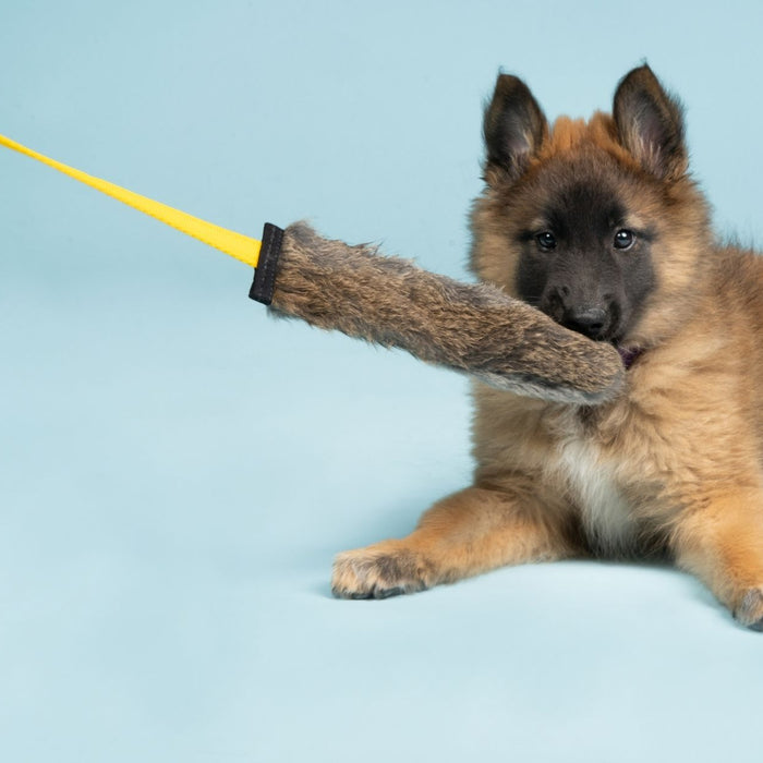3 reasons why your dog loves squeaky toys