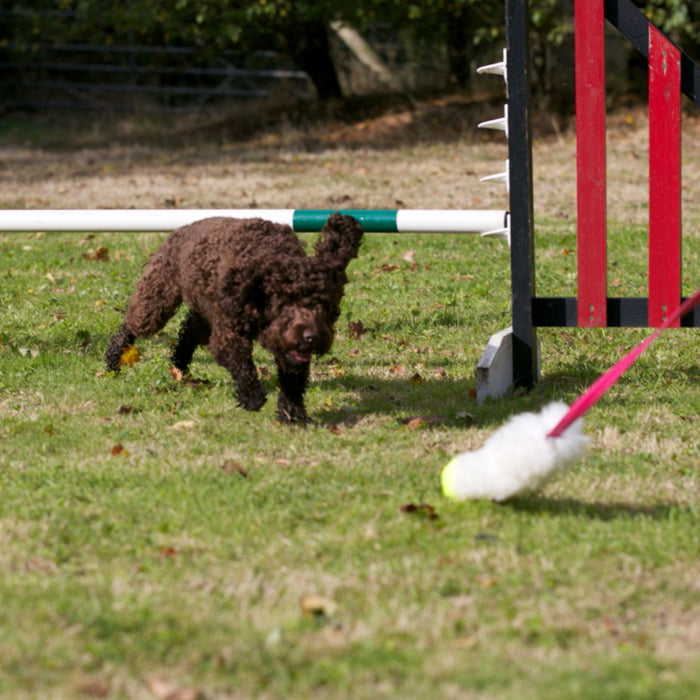 The best agility toys for dogs
