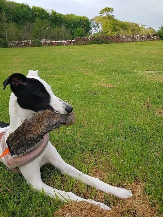 Top Toy Picks: Best Toys for Sighthounds