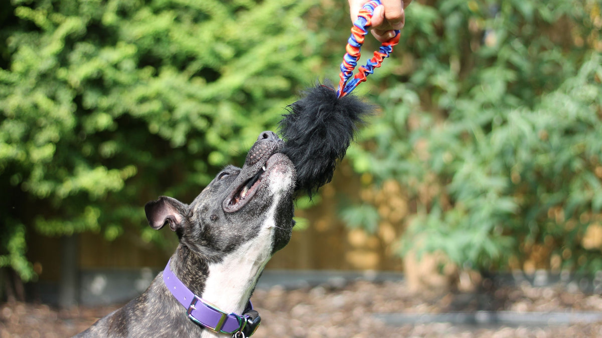 Staffy dog shop toys uk