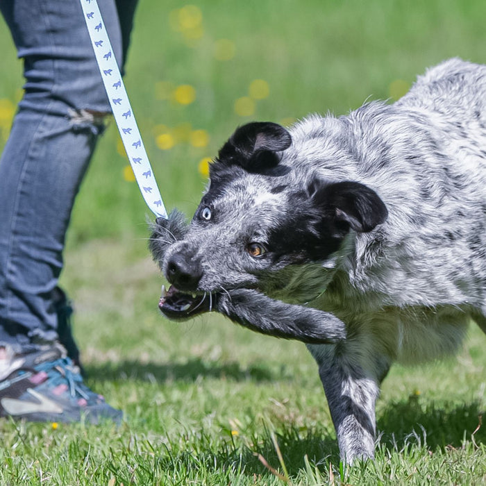 What motivates your crossbreed dog?