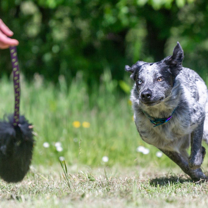 3 Ways To Use A Dog Chaser Toy