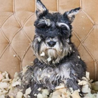 5 Simple Ways to Stop Your Dog's Destructive Chewing