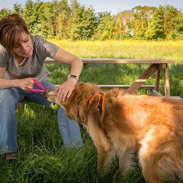 5 Signs Your Dog Needs Interactive Play