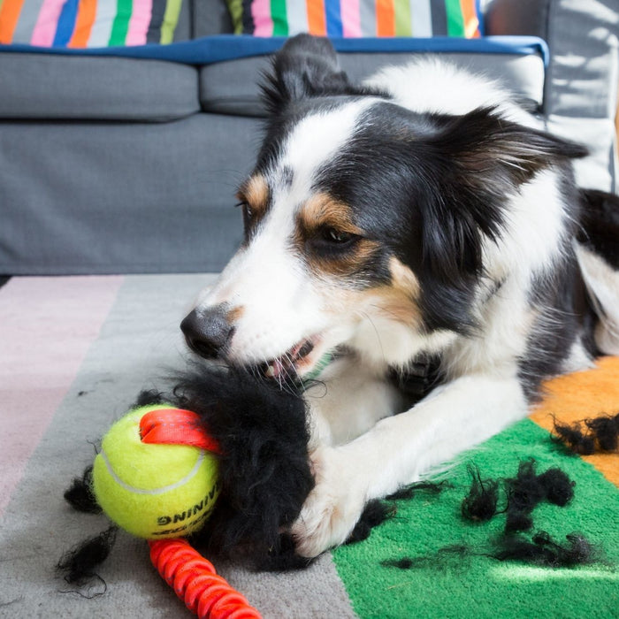 Looking for an indestructible dog toy? Let us help....