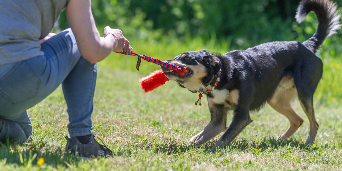 Tug of shop war between dogs