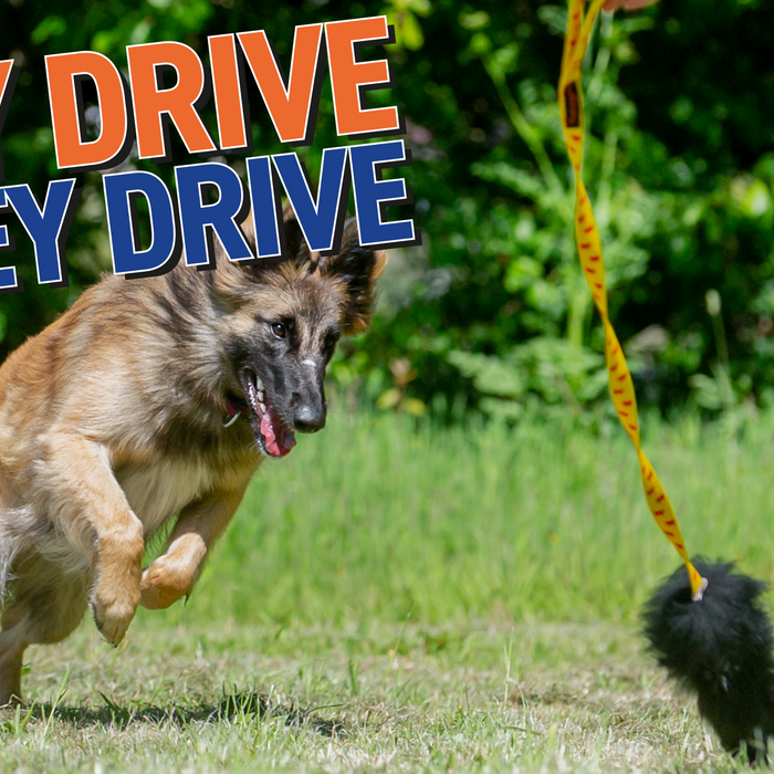 7 Ways Your Dog’s High Prey Drive Can Power Up Your Play