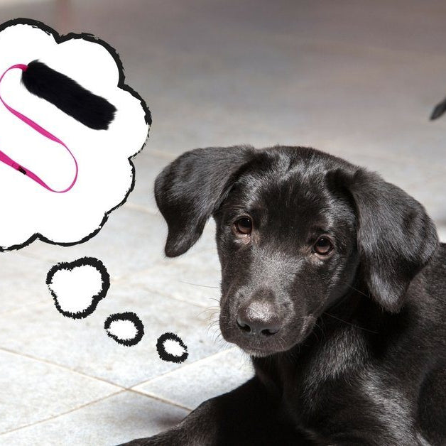How choosing the right dog training toy can skyrocket your success
