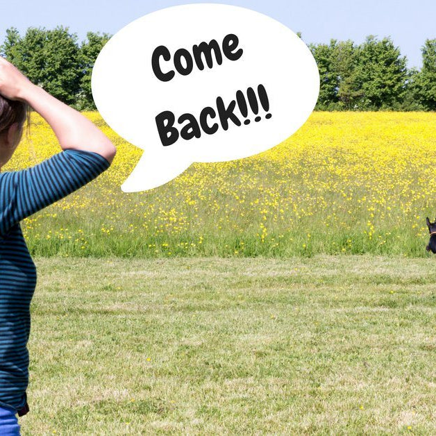 How To Break Your Dog’s Bad Habits Using Play