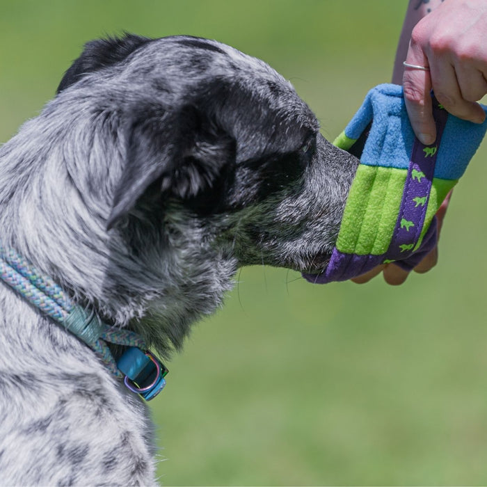 How To Help Foodie Dogs Love Toys Too