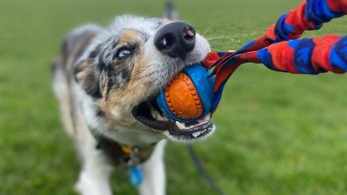 5 Questions To Ask Before You Buy Your Next Dog Toy