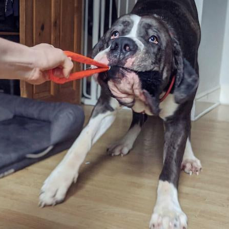 Top Toy Picks: The 3 Best Toys For Giant Breeds
