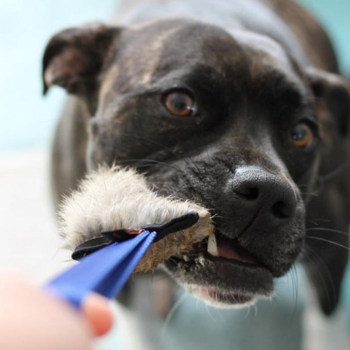 The Squeak Factor: Why Your Dog Will Go CRAZY For This Toy