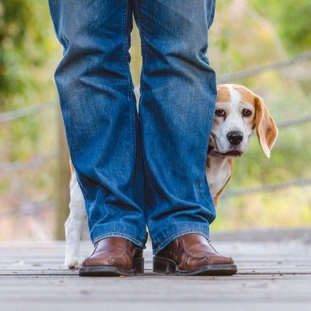 How to help a shy dog gain confidence