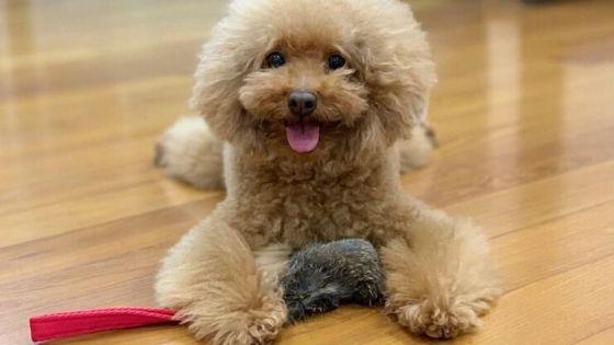Best toys shop for standard poodles