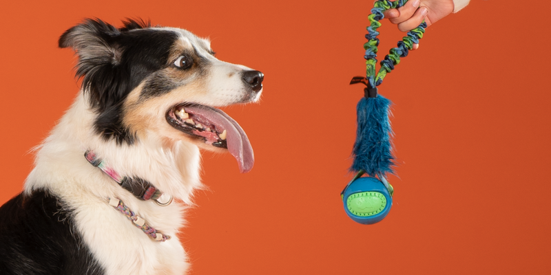 My Dog Doesn't Like Toys: Tips for Teaching Your Dog to Play