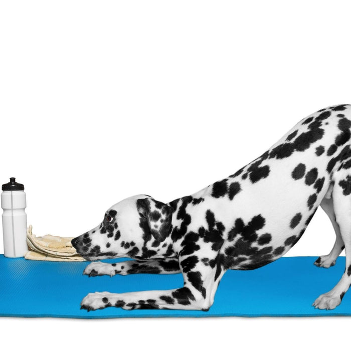 3 Ways Pilates Can Do Wonders For Your Dog’s Wellbeing