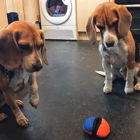 Top Toy Picks: 3 of The Best Toys For Beagles