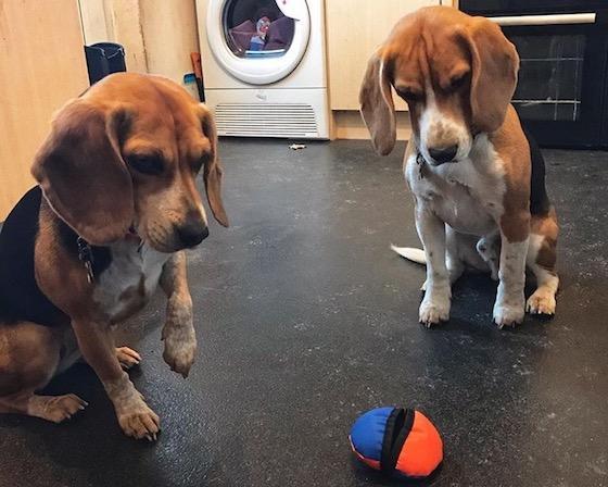 Top Toy Picks: 3 of The Best Toys For Beagles — Tug-E-Nuff