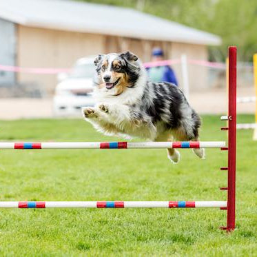 Are You Pushing Your Dog Too Hard In Training? Here’s 3 Ways To Know…