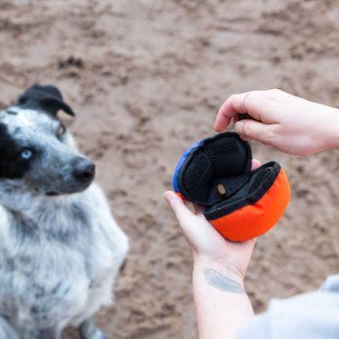 Canine Enrichment: Is It Just A Fad?