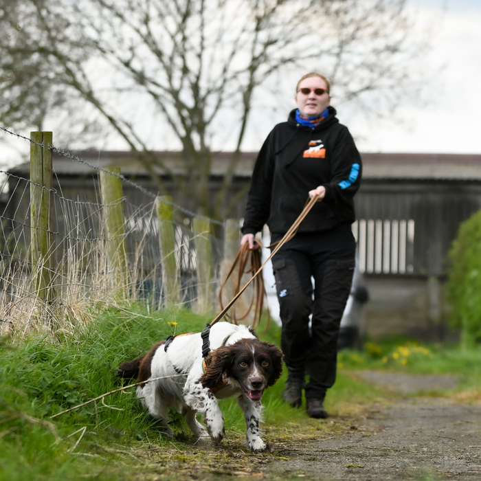 Mantrailing: everything you need to know about this dog led sport