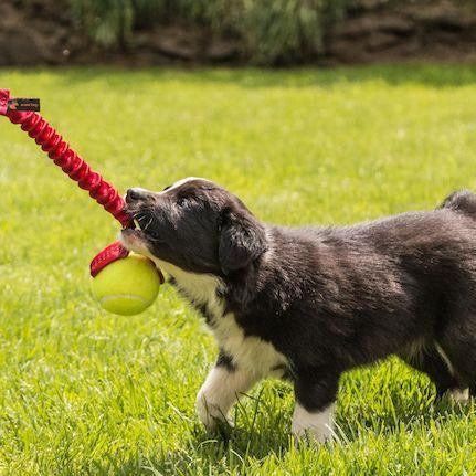 5 Top Tips To Help Your New Puppy Settle In