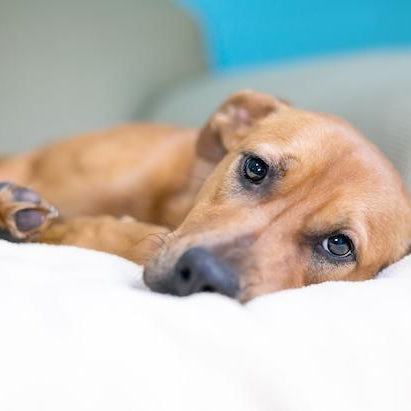 Do Dogs Get Depressed? Here are the signs to look out for…