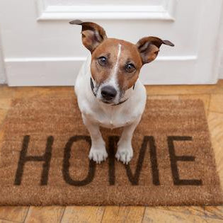 7 Secrets to Keeping Your Dog Calm When The Doorbell Rings 