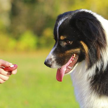 Clicker Training For Dogs: What it is + how to get started