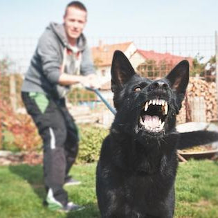 3 Reasons Dogs Get Aggressive (And What You Can Do About It)