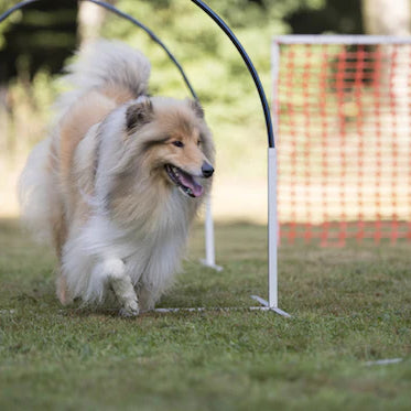 Get Ready to Play: The Ultimate Guide to the Top 10 Dog Sports